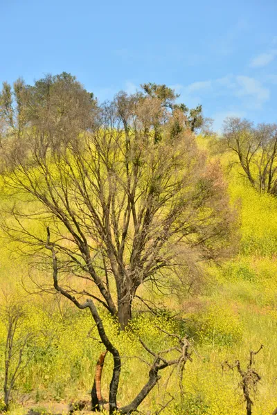 DSC_6428 (Large).JPG